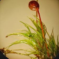 Attēlu rezultāti vaicājumam “Bartramia pomiformis”