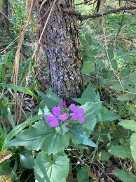 Attēlu rezultāti vaicājumam “Lunaria annua leaf”