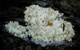 Attēlu rezultāti vaicājumam “Hericium coralloides”