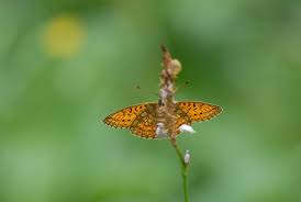 Attēlu rezultāti vaicājumam “Boloria eunomia”