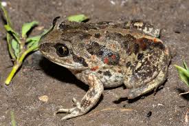 Attēlu rezultāti vaicājumam “Pelobates fuscus”