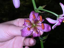Attēlu rezultāti vaicājumam “Lilium martagon flower”