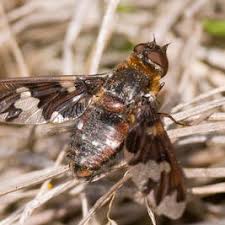 Attēlu rezultāti vaicājumam “Exoprosopa capucina”