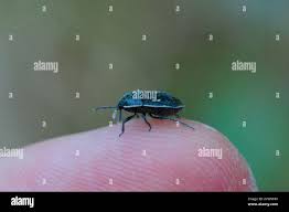 Attēlu rezultāti vaicājumam “Adomerus biguttatus”