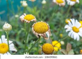 Attēlu rezultāti vaicājumam “Bellis perennis bud”