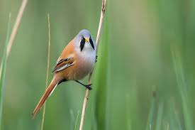 Attēlu rezultāti vaicājumam “Panurus biarmicus male”