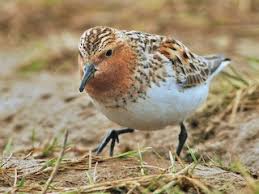 Image result for Calidris ruficollis