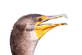 Image result for Phalacrocorax auritus