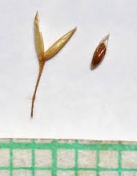 Attēlu rezultāti vaicājumam “Agrostis stolonifera subsp. straminea”