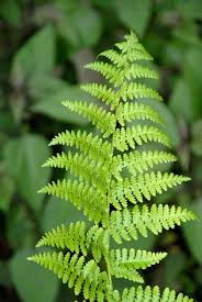 Attēlu rezultāti vaicājumam “Dryopteris filix-mas”