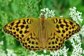 Attēlu rezultāti vaicājumam “Argynnis paphia female”