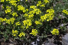 Image result for Alyssum diffusum