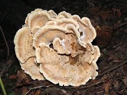 Attēlu rezultāti vaicājumam “Badhamiopsis macrospora sessile”