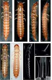 Attēlu rezultāti vaicājumam “Gynaephora selenitica larva”