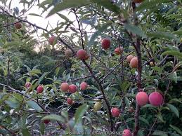 Attēlu rezultāti vaicājumam “Poa angustifolia fruit”