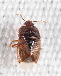 Attēlu rezultāti vaicājumam “Cydnidae”