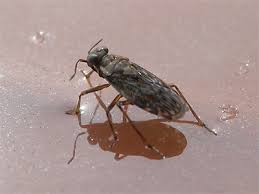 Attēlu rezultāti vaicājumam “Saldula saltatoria”