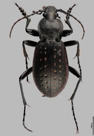 Attēlu rezultāti vaicājumam “Carabus arcensis”