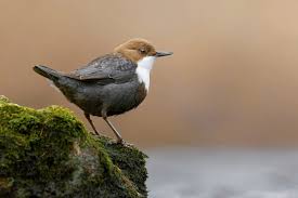 Attēlu rezultāti vaicājumam “Cinclus cinclus”