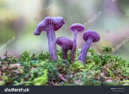 Attēlu rezultāti vaicājumam “Laccaria amethystina”