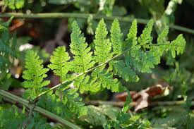 Attēlu rezultāti vaicājumam “Dryopteris dilatata”