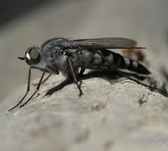 Attēlu rezultāti vaicājumam “Therevidae”