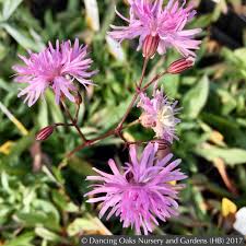 Image result for Lychnis flos-cuculi