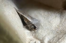 Attēlu rezultāti vaicājumam “Orthosia sp.”