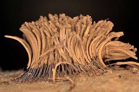 Attēlu rezultāti vaicājumam “Stemonitis fusca”