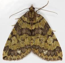 Attēlu rezultāti vaicājumam “Hydriomena furcata”