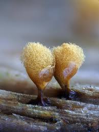 Attēlu rezultāti vaicājumam “Hemitrichia clavata stalked”