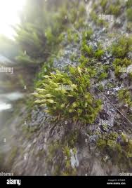 Attēlu rezultāti vaicājumam “Orthotrichum speciosum sporophyte”