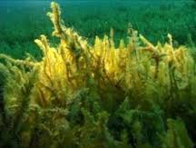 Attēlu rezultāti vaicājumam “Calliergon giganteum”