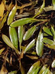 Attēlu rezultāti vaicājumam “Potamogetonaceae”