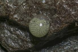 Attēlu rezultāti vaicājumam “Trichoptera egg mass”