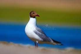 Image result for Chroicocephalus ridibundus