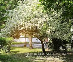 Attēlu rezultāti vaicājumam “Malus baccata”