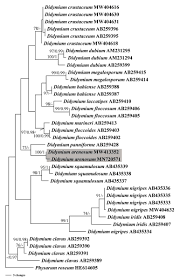 Attēlu rezultāti vaicājumam “Didymium xanthopus stalked”