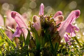 Attēlu rezultāti vaicājumam “Pedicularis palustris flower”