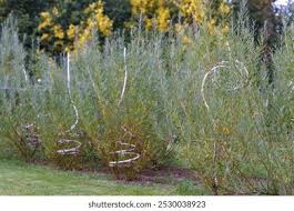 Attēlu rezultāti vaicājumam “Salix repens subsp. rosmarinifolia fruit”