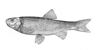 Image result for Squalius cephalus