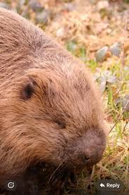 Image result for Castor fiber