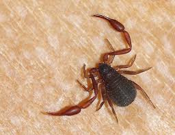 Attēlu rezultāti vaicājumam “Chelifer cancroides”