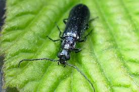 Attēlu rezultāti vaicājumam “Dasytes caeruleus”