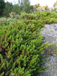 Attēlu rezultāti vaicājumam “Empetrum nigrum”