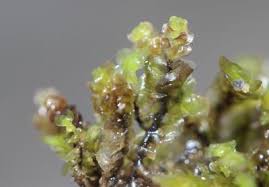 Attēlu rezultāti vaicājumam “Scapania undulata”