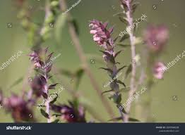 Attēlu rezultāti vaicājumam “Odontites vulgaris flower”