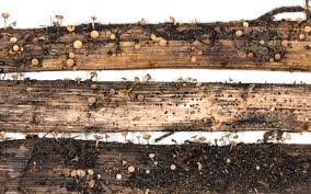 Attēlu rezultāti vaicājumam “Hymenoscyphus sp.”