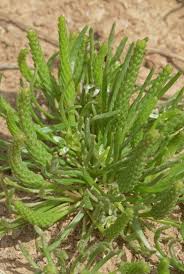 Attēlu rezultāti vaicājumam “Myosurus minimus”