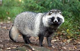 Attēlu rezultāti vaicājumam “Nyctereutes procyonoides”